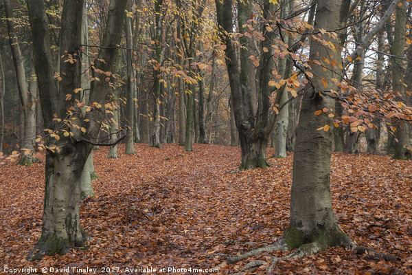 Path through the Beech Wood Picture Board by David Tinsley