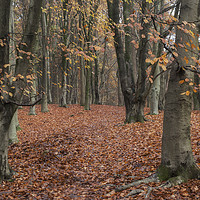 Buy canvas prints of Path through the Beech Wood by David Tinsley