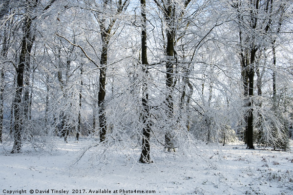 Winter Wonderland  Picture Board by David Tinsley
