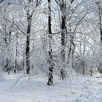 Buy canvas prints of Winter Wonderland  by David Tinsley