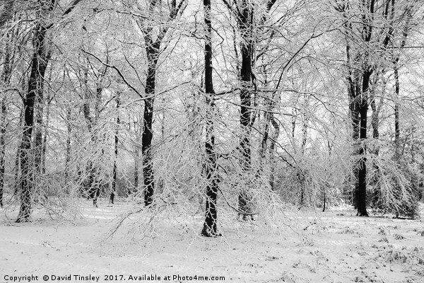 Winter Wonderland in Monochrome Picture Board by David Tinsley
