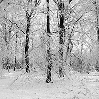 Buy canvas prints of Winter Wonderland in Monochrome by David Tinsley