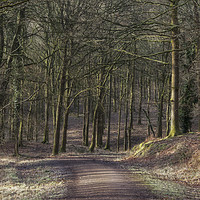 Buy canvas prints of Bromley Hill Walk by David Tinsley