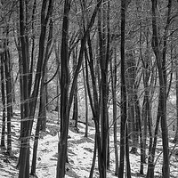 Buy canvas prints of Through the Snowy Beech Wood by David Tinsley