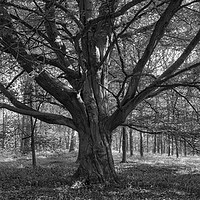 Buy canvas prints of Ancient Beech by David Tinsley