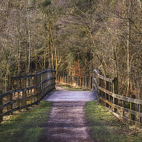 Buy canvas prints of Along the Cycle Path by David Tinsley