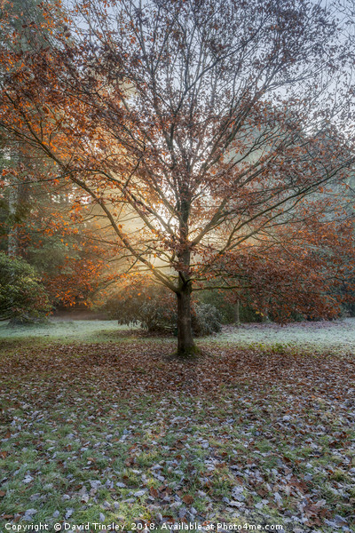 Autumn Sunburst Picture Board by David Tinsley