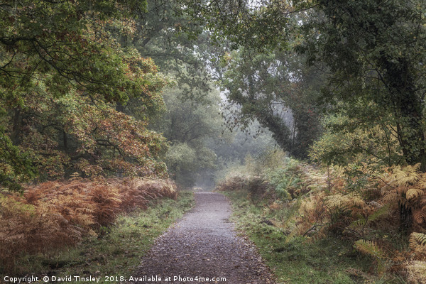 Misty Autumn Morning Walk Picture Board by David Tinsley