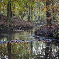 Buy canvas prints of Autumn along the Brook - 2 by David Tinsley