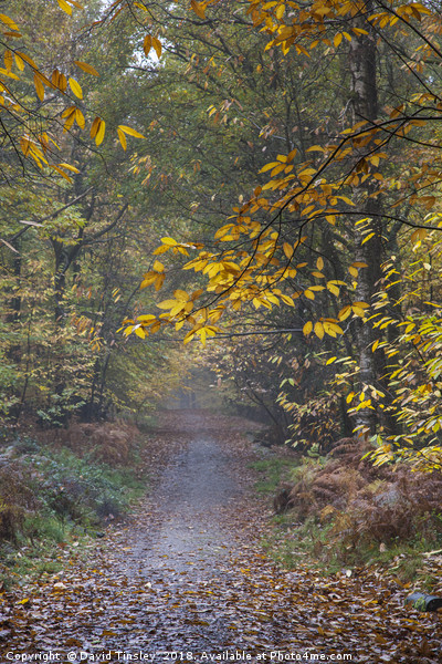Autumn Footpath Picture Board by David Tinsley