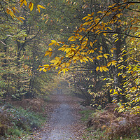 Buy canvas prints of Autumn Footpath by David Tinsley