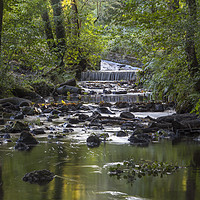 Buy canvas prints of Cannop  Brook by David Tinsley