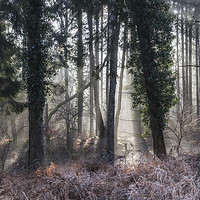 Buy canvas prints of Winter Woodland Sunbeams by David Tinsley