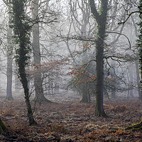 Buy canvas prints of Misty Winter Oaks by David Tinsley