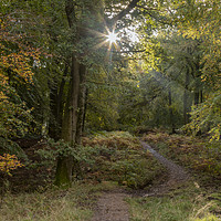 Buy canvas prints of Early Autumn Sunlight by David Tinsley