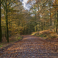 Buy canvas prints of Bromley Hill Walk by David Tinsley