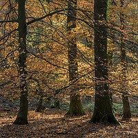 Buy canvas prints of Golden Beech Leaves by David Tinsley