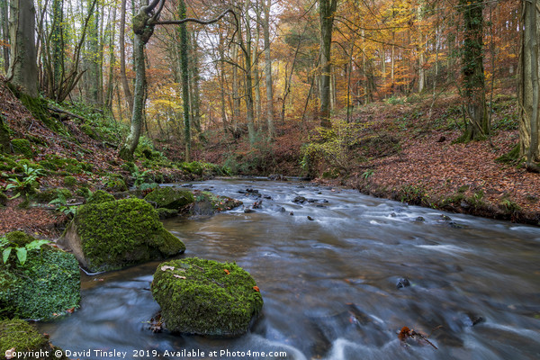 Late Autumn Brook Picture Board by David Tinsley