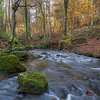 Buy canvas prints of Late Autumn Brook by David Tinsley