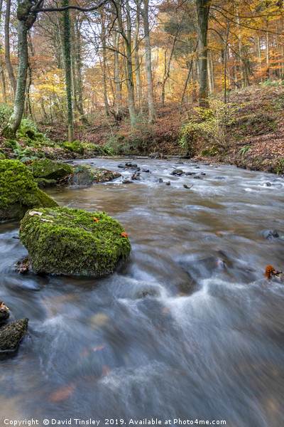 Late Autumn Brook Picture Board by David Tinsley