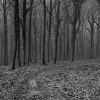 Buy canvas prints of Misty Beech in Monochrome by David Tinsley