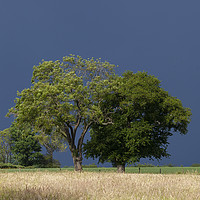 Buy canvas prints of Before the Thunder Storm by David Tinsley