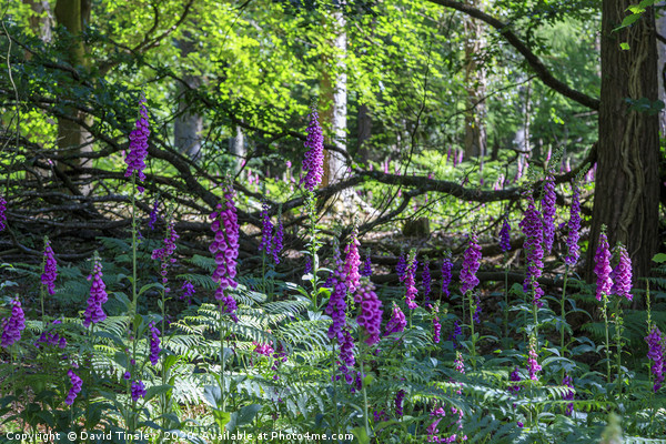 Forest Foxgloves Picture Board by David Tinsley