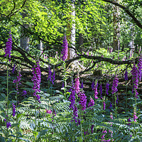 Buy canvas prints of Forest Foxgloves by David Tinsley