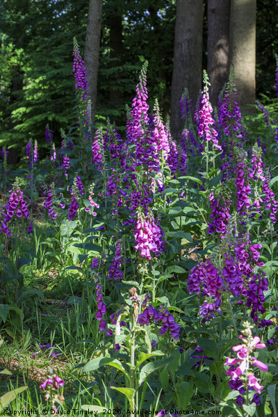 Forest Foxgloves Picture Board by David Tinsley