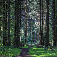 Buy canvas prints of Forest Footpath No.1 by David Tinsley
