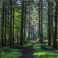 Buy canvas prints of Forest Footpath No.2 by David Tinsley
