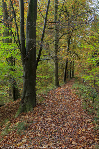 Autumn Beech Wood Walk No.2 Picture Board by David Tinsley