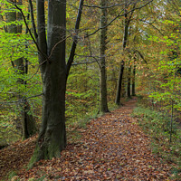 Buy canvas prints of Autumn Beech Wood Walk No.2 by David Tinsley