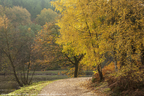 Late Autumn Colours No.1   Picture Board by David Tinsley