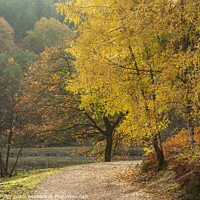 Buy canvas prints of Late Autumn Colours No.1   by David Tinsley