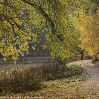 Buy canvas prints of Late Autumn Colours No. 3  by David Tinsley