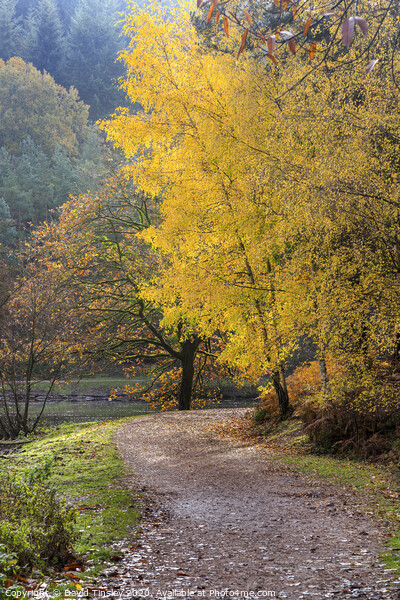 Late  Autumn Colours No. 2 Picture Board by David Tinsley