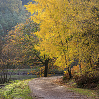 Buy canvas prints of Late  Autumn Colours No. 2 by David Tinsley