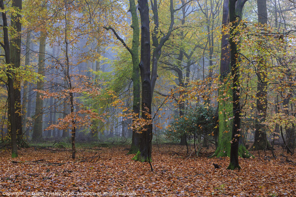 Misty Autumn Woodland No. 6 Picture Board by David Tinsley