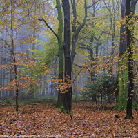 Buy canvas prints of Misty Autumn Woodland No. 6 by David Tinsley