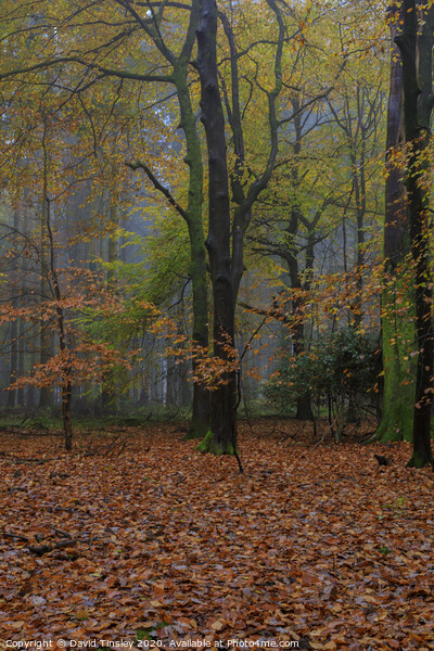 Misty Autumn Woodland No.5 Picture Board by David Tinsley