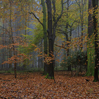 Buy canvas prints of Misty Autumn Woodland No.5 by David Tinsley