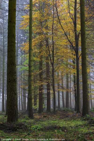 Misty Autumn Woodland No. 4 Picture Board by David Tinsley