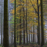 Buy canvas prints of Misty Autumn Woodland No. 4 by David Tinsley