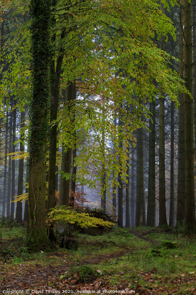 Misty Autumn Woodland No.3 Picture Board by David Tinsley