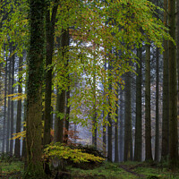 Buy canvas prints of Misty Autumn Woodland No.3 by David Tinsley