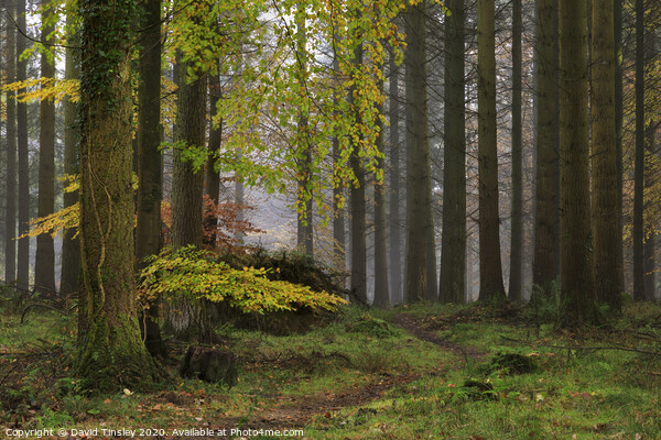 Misty Autumn Woodland No.1 Picture Board by David Tinsley