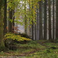 Buy canvas prints of Misty Autumn Woodland No.1 by David Tinsley