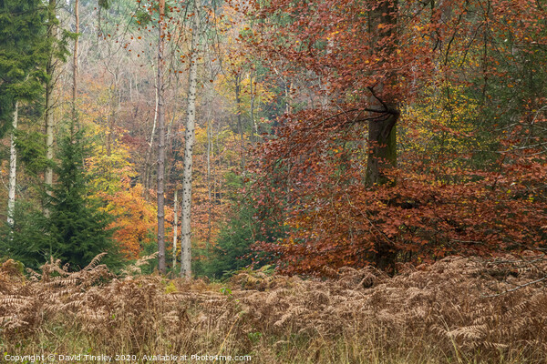 Autumn Leaf Peeping Picture Board by David Tinsley