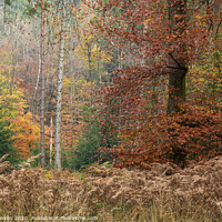 Buy canvas prints of Autumn Leaf Peeping by David Tinsley